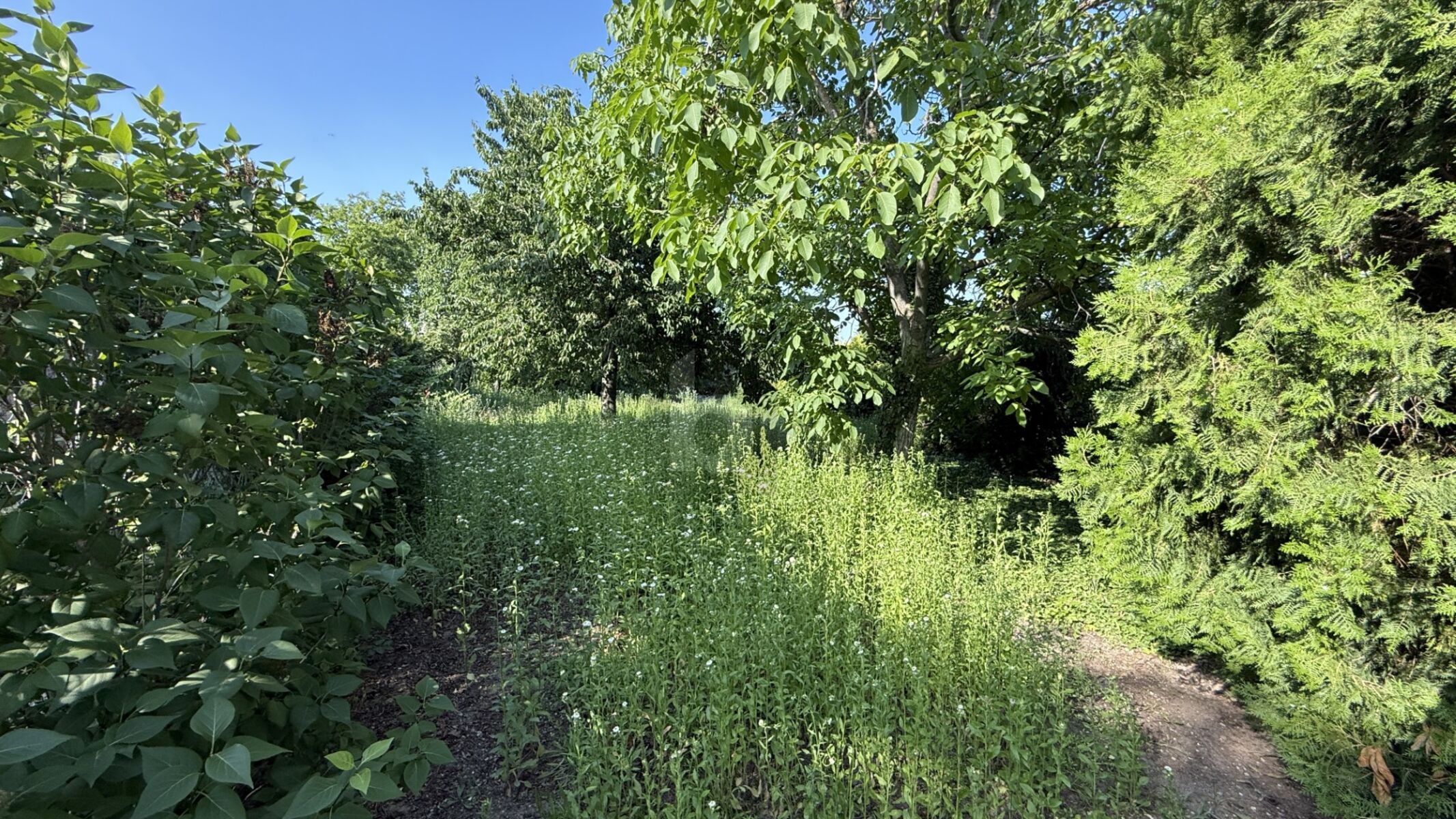 PROVISIONSFREI! EBENE ECKPARZELLE MIT ALTBAUMBESTAND UND SEEBLICK /  / 7072 Mrbisch am See / Bild 1