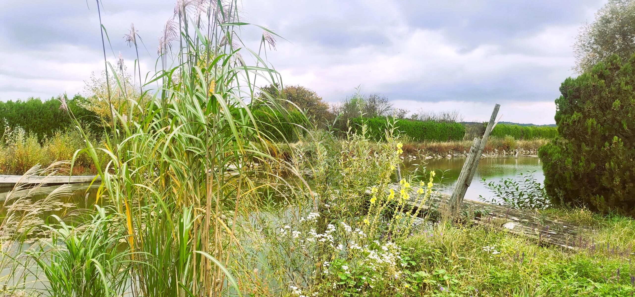 ENTSPANNUNG PUR - FISCHTEICH MIT HTTE UND STREUOBSTWIESE /  / 7064 Oslip / Bild 1