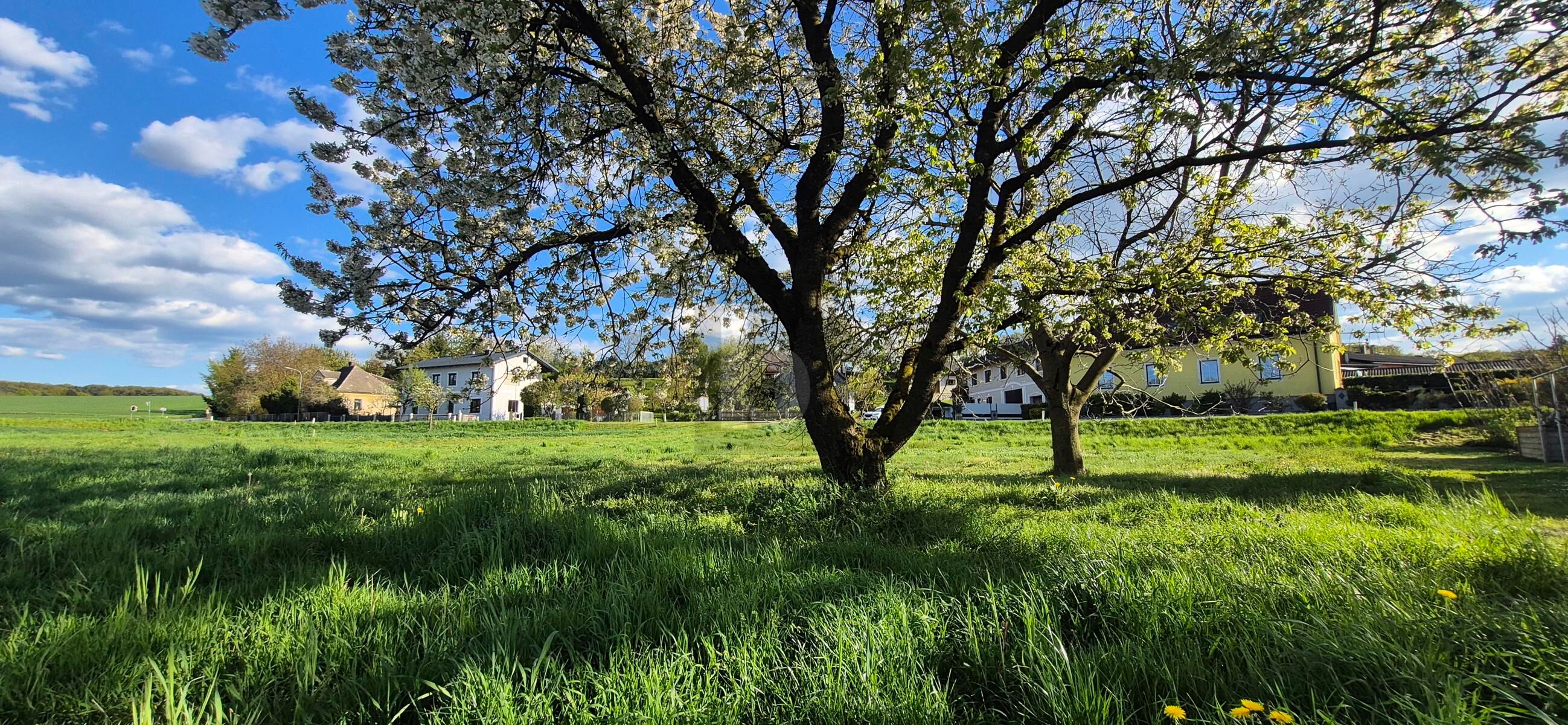 SELTENE CHANCE: 886 M� BAUGRUND MIT S�DAUSRICHTUNG ? AUFSCHLIE�UNG BEREITS BEZAHLT! /  / 3390&nbsp;Melk / Bild 1