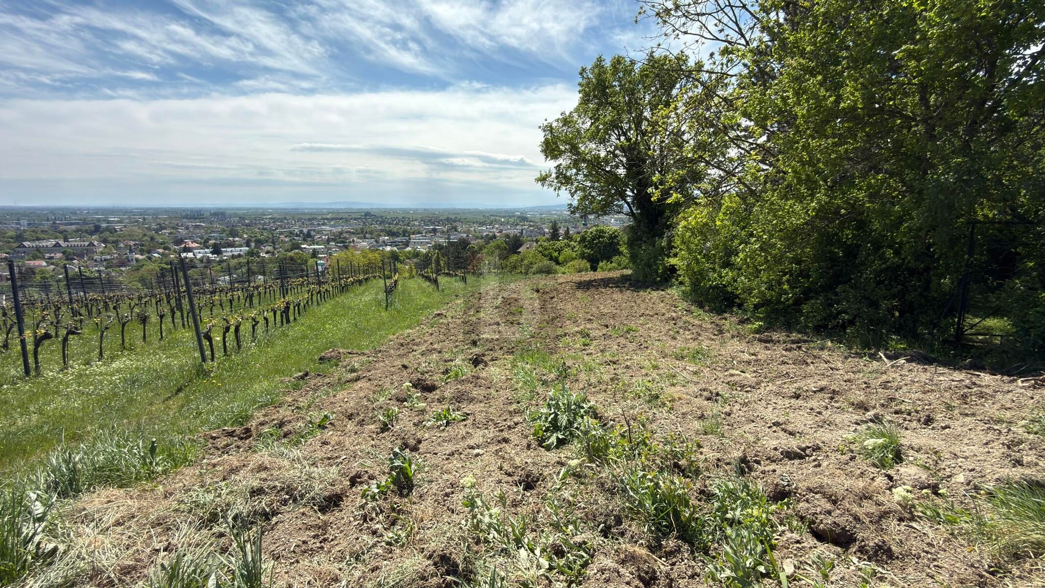 F�R LANGFRISTIGE ANLEGER IN ORTSRAND-RUHELAGE MIT TOP PANORAMA /  / 2500&nbsp;Baden / Bild 0