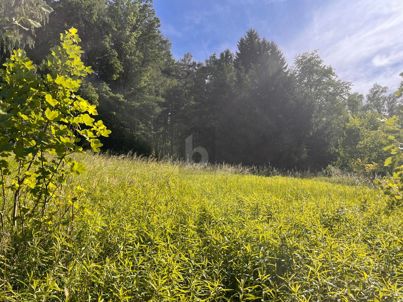 RUHIGES HANGGRUNDST�CK IN IDYLLISCHER WALDRANDLAGE /  / 4782&nbsp;Sch�rding / Bild 0